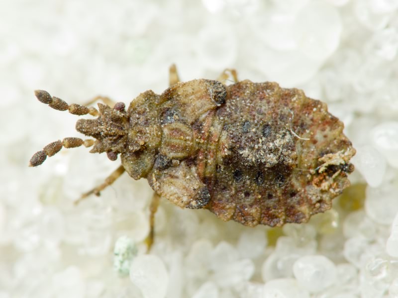 Aradus depressus (Fabricius, 1794)
